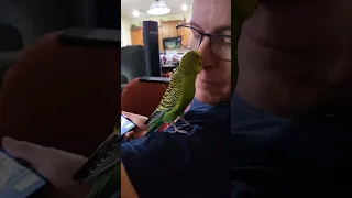 Kiss! Then gives dad a sweet kiss on the nose! ❤️💋❤️💋 #talkingbird #budgies #pets #parakeet