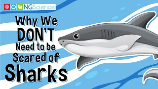 Why We DON'T Need to be Scared of Sharks