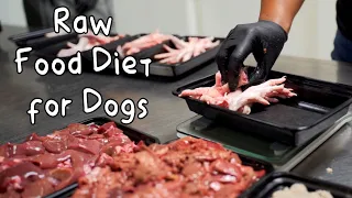 Raw Food Diet for dogs beginners