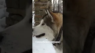 Собака разговаривает #shorts #dogs