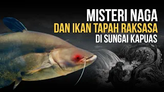 MISTERI IKAN MONSTER SUNGAI KAPUAS, PEMAKAN SEGALANYA?