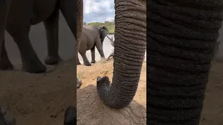 A Very Unique View of the Elephants at the Waterhole: with Albino Calf, Khanyisa 💦