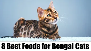 8 Best Foods for Bengal Cats – Reviews & Top Picks