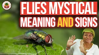 Flies: Spiritual Meanings and what you need to know! | Yeyeo Botanica