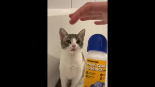 Cat takes a spa 😸 - funny cat loves to bath 😂