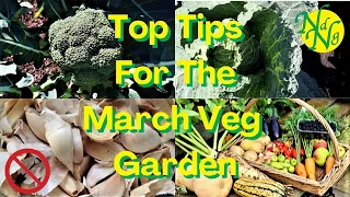 My Top Tips For March Veg Gardening