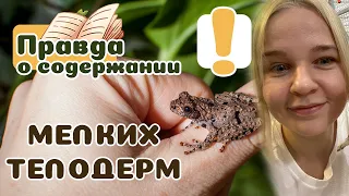 Лягушки-телодермы для новичков. Как ухаживать?