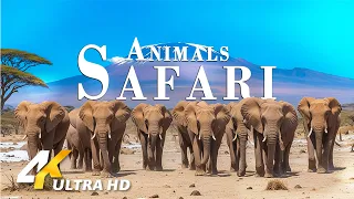 Animals Safari 4K - Scenic Wildlife Film With Peaceful Relaxing Music