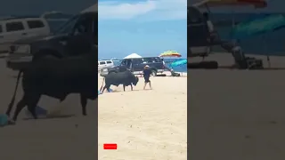 Woman attacked by Bull on the beach.🐃 #subscribe #shorts #shortsvideo #summershorts #beachlife #fyp