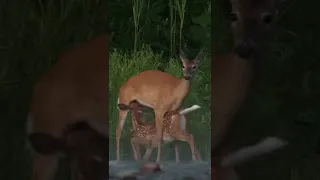 Mama Deer Nursing Baby Fawn🦌| Felt Extremely Fortunate❤️ #motherlove #fawn #feeding #wildlife