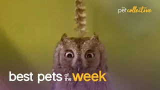 WHO...is excited for 2021????? | Best Pets of the Week