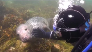 Морской котик и водолаз