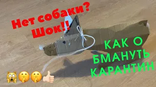 Как обмануть карантин. Нет собаки для прогулок? Не беда!