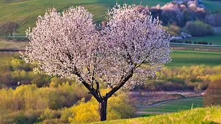 музыка весны🌿Нежная музыка, успокаивает нервную систему и радует душу🌿отличная музыка для нервной #4