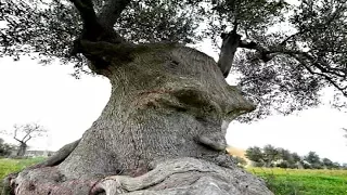20 Bizarre Trees with Faces