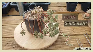 #10 [多肉植物] Repot Long Succulent