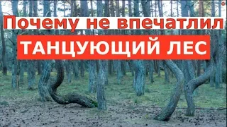 Почему меня не впечатлил "танцующий лес" на Куршской косе