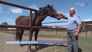 Проверка конезавода им. Кирова в Ростовской области