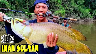 Strike Ikan Sultan Papua - Detik-detik Strike Ikan Arwana Super Besar di Papua