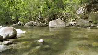 Mountain river in a deep forest, gentle sounds of a stream, chirping of birds.