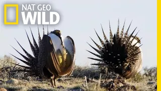 The Grouse's Unique Mating Ritual | America the Beautiful