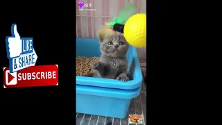 Amazing cute cats funny jokes Compilation 2019 #1