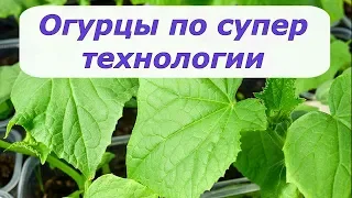 390. Сажаю огурцы по супер технологии