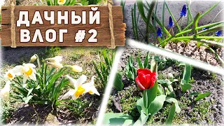 Наша дача в Апреле - Обзор сада и клумб. Дачный влог #2