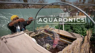 Backyard Aquaponics Farming Fresh Fish and Vegetables | PARAGRAPHIC