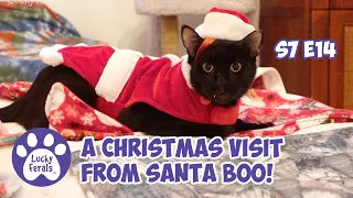 The Week Before Christmas, A Visit From Santa Boo - S7 E14 - Lucky Ferals Vlog - Life With 11 Cats