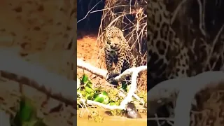 Hungry Jaguar vs Otters fighting #shorts #otter