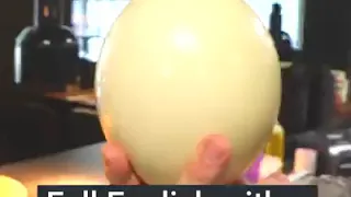 Ostrich egg omlet