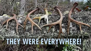 2024 OREGON SHED HUNTING part. 2. Epic day blacktail shed hunting!