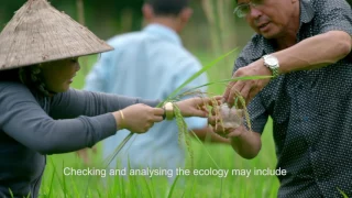 Sustainable Rice Production in Vietnam