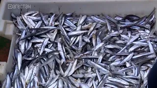 Рыбное хозяйство Дагестана