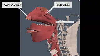 Nasal cavity and Pharynx