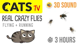 CATS TV - REAL Crazy FLIES 🪰 3 HOURS (Game for Cats to Watch)