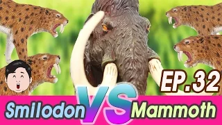 [EN] #32 An Extinct Cenozoic Animals story, Wolly Mammoth VS Smilodon, Collecta figures [cocostoy]