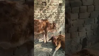 Baby buffalo sound #shortvideo #short #animals#village #shortsvideo #buffalo #calf