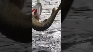 Wild strike from a wild pike 😵 Full video on the channel 🤘