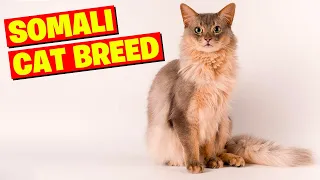 Somali Cat Breed 101- All You Need to Know