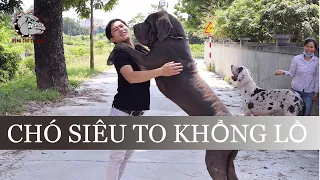 [DOG REVIEW] Giống chó siêu to khổng lồ-Chó Great Dane "Scooby Doo" / Hùng Chó Channel