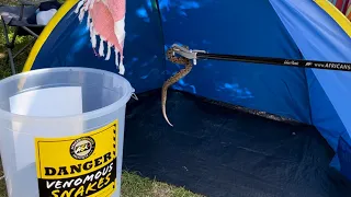 Grootvadersbosch - Snake in our tent!