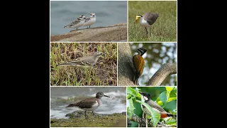 Birding in Singapore-Gardens by the Bay (GBTB). Sep 2023.