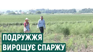 "Вірили, що людям сподобається". Подружжя з Прикарпаття вирощує спаржу