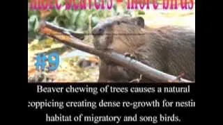 10 things you ,might not know about beavers!