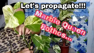 PROPAGATION OF MY MARBLE QUEEN POTHOS!!!