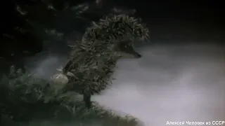 Ёжик в тумане Мультфильм СССР 1975 год HD