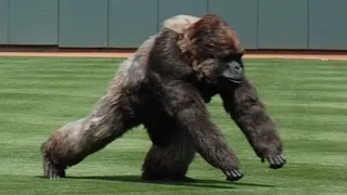 Craziest "Animal Interference" Moments in Sports History