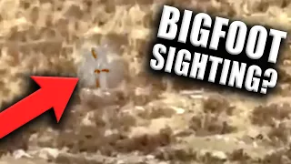 Bigfoot Captured On-Camera? (Video)